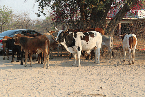Zambezi cattle theft continues unabated